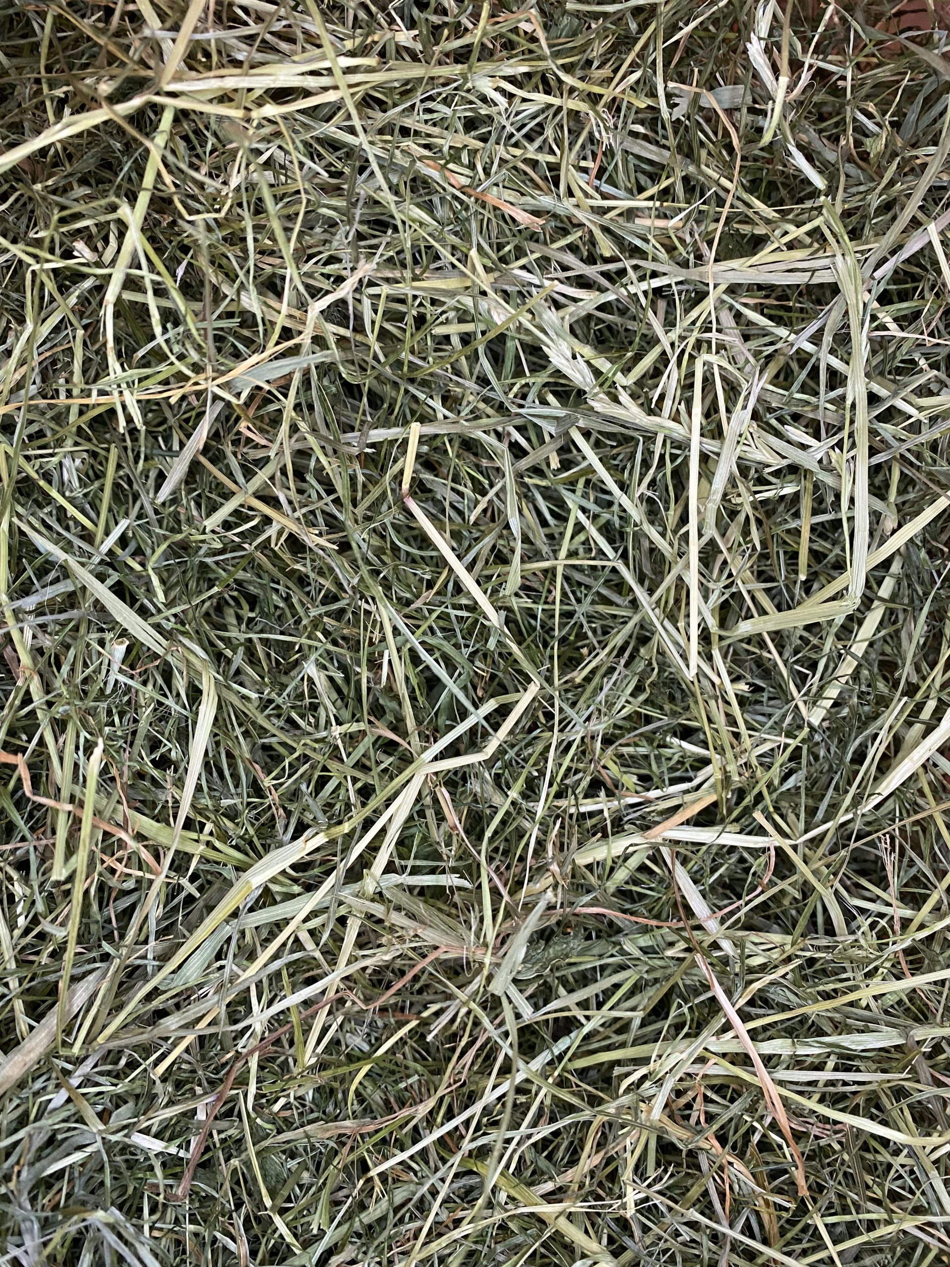 Heu 2. Schnitt 500g 2024 - Die Regenbogenhühner